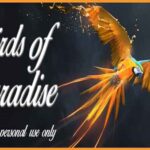 Birds of Paradise  Free Download